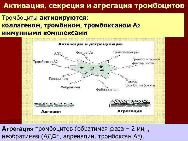 Схема агрегации тромбоцитов