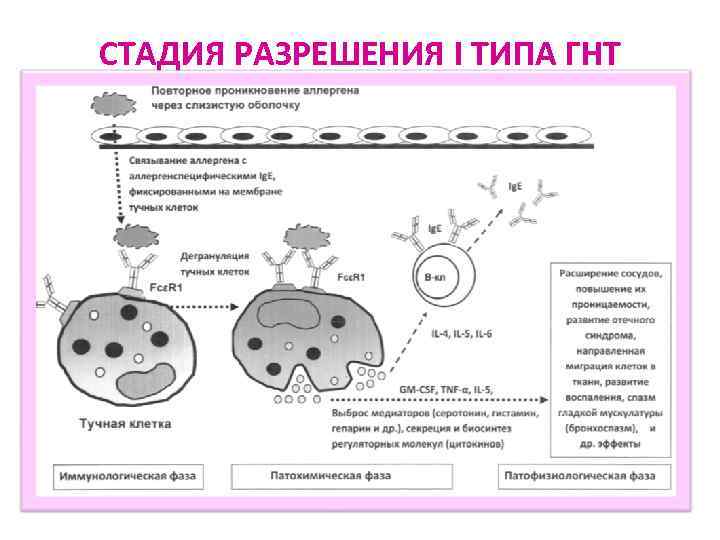 СТАДИЯ РАЗРЕШЕНИЯ I ТИПА ГНТ 