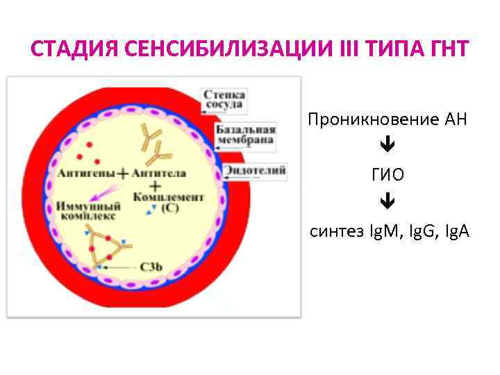 СТАДИЯ СЕНСИБИЛИЗАЦИИ III ТИПА ГНТ Проникновение АН ГИО синтез Ig. M, Ig. G, Ig.