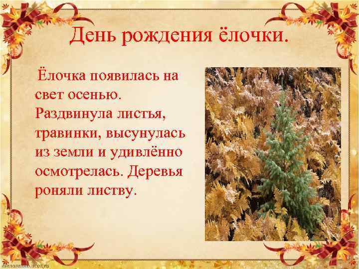 День рождения ёлочки. Ёлочка появилась на свет осенью. Раздвинула листья, травинки, высунулась из земли