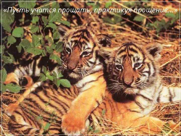  «Пусть учатся прощать, практикуя прощение…» 