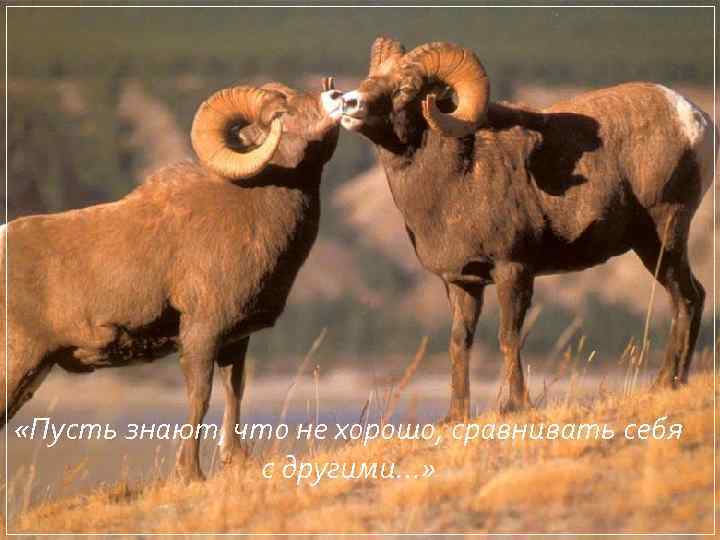  «Пусть знают, что не хорошо, сравнивать себя с другими…» 