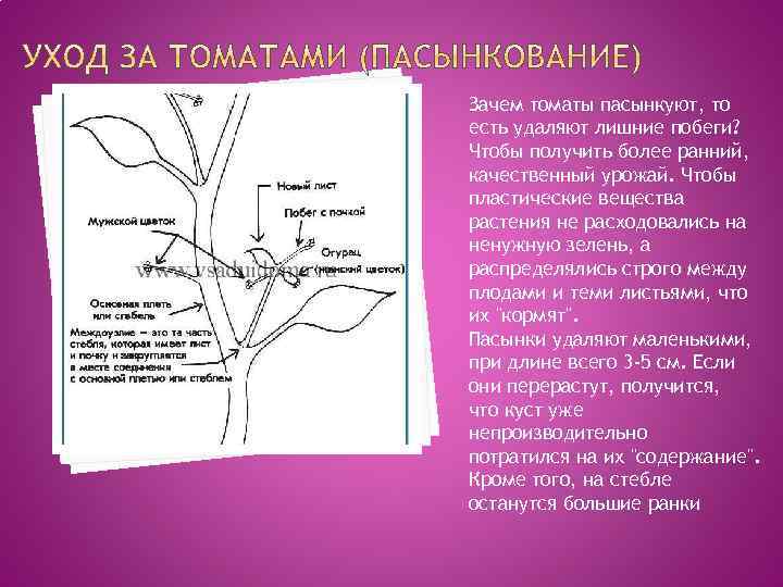 Зачем томаты пасынкуют, то есть удаляют лишние побеги? Чтобы получить более ранний, качественный урожай.