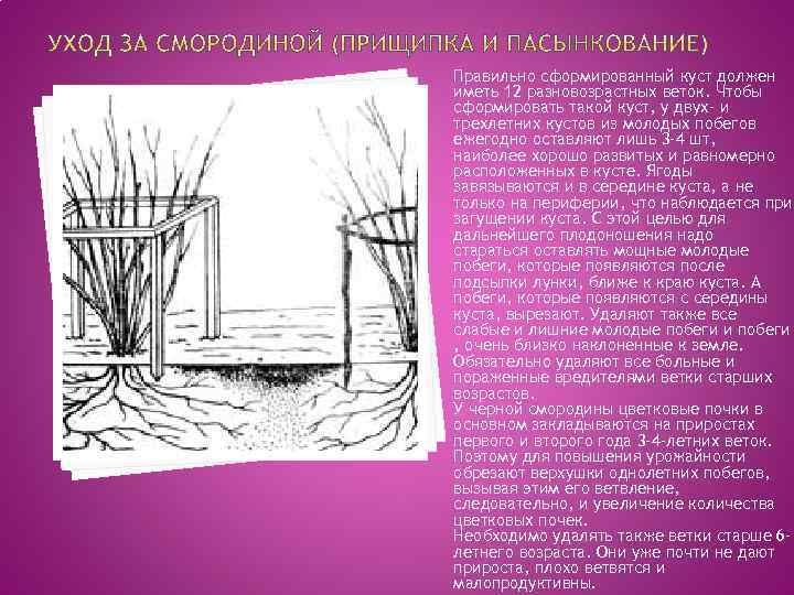 Правильно сформированный куст должен иметь 12 разновозрастных веток. Чтобы сформировать такой куст, у двух-