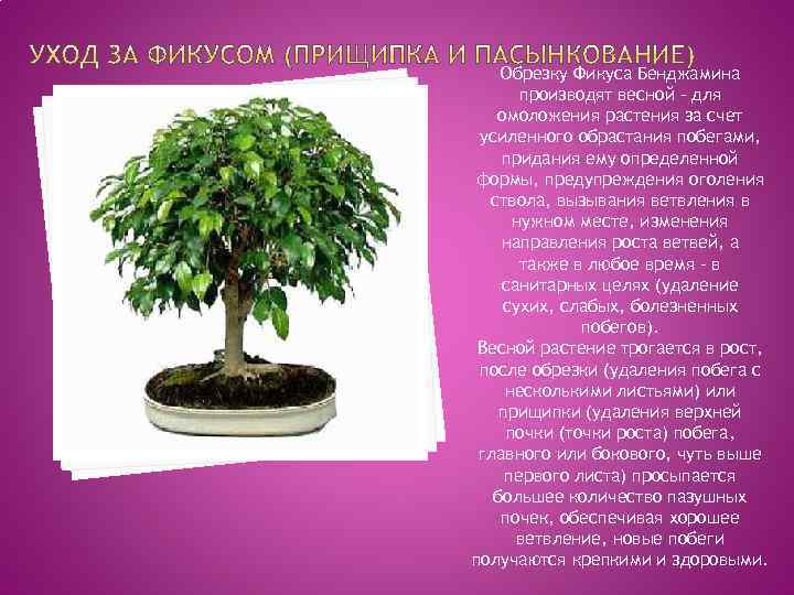 Обрезку Фикуса Бенджамина производят весной – для омоложения растения за счет усиленного обрастания побегами,