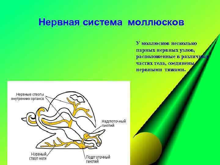 Нервная система моллюсков У моллюсков несколько парных нервных узлов, расположенные в различных частях тела,