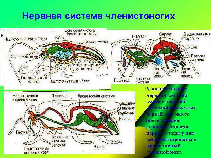 Нервная система членистоногих У членистоногих нервная система схожа с нервной системой кольчатых червей, она