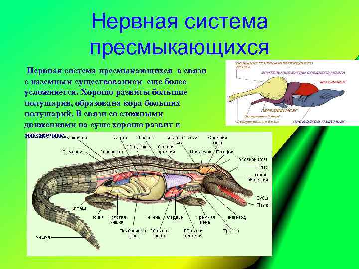 Нервная система пресмыкающихся Нервная система пресмыкающихся в связи с наземным существованием еще более усложняется.