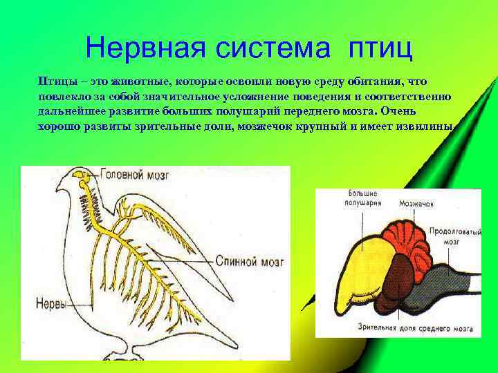 Нервная система птиц Птицы – это животные, которые освоили новую среду обитания, что повлекло