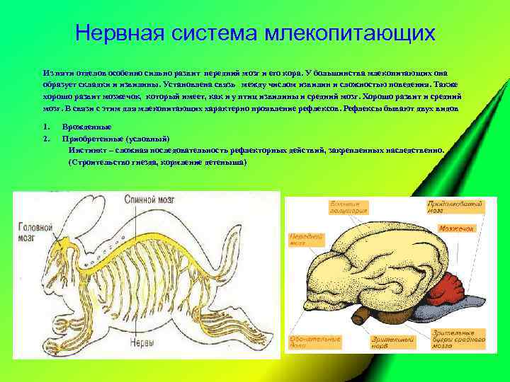 Нервная система млекопитающих Из пяти отделов особенно сильно развит передний мозг и его кора.