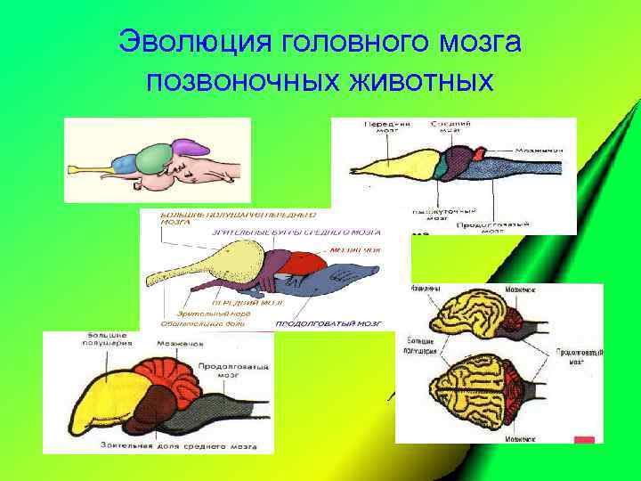 Эволюция головного мозга позвоночных животных 