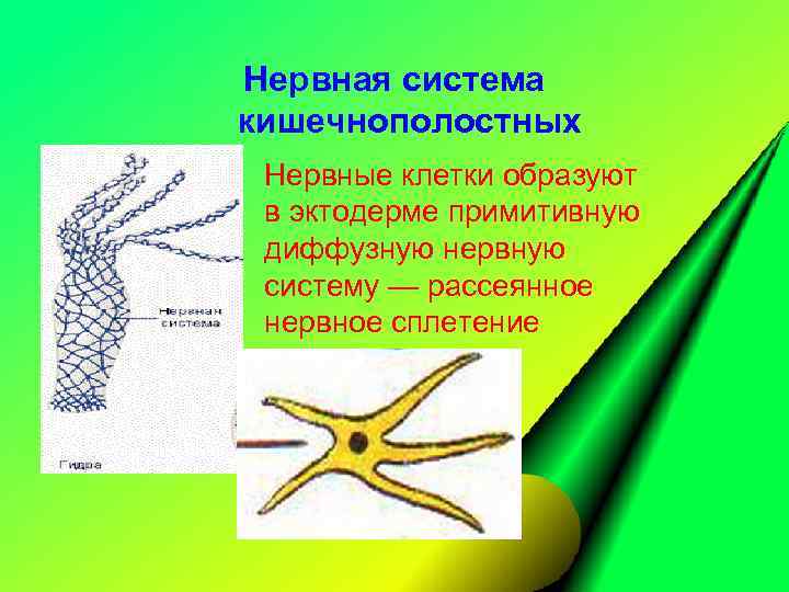 Нервная система кишечнополостных Нервные клетки образуют в эктодерме примитивную диффузную нервную систему — рассеянное