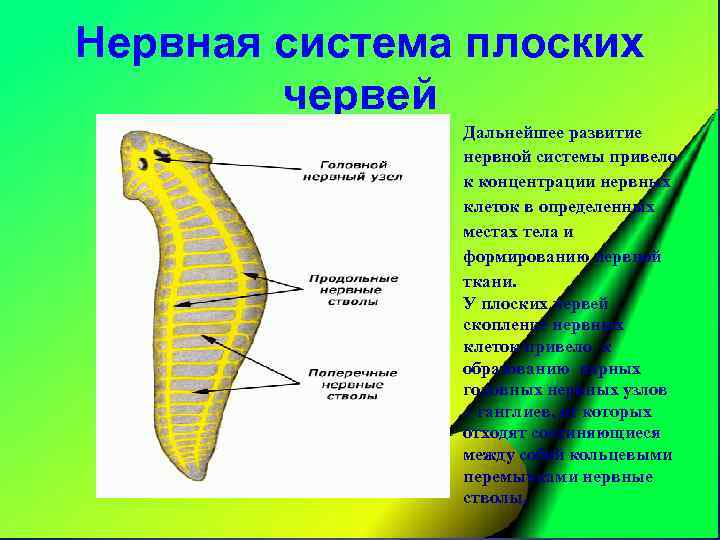 Нервная система плоских червей Дальнейшее развитие нервной системы привело к концентрации нервных клеток в