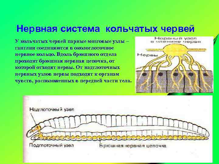 Нервная система кольчатых червей У кольчатых червей парные мозговые узлы – ганглии соединяются в