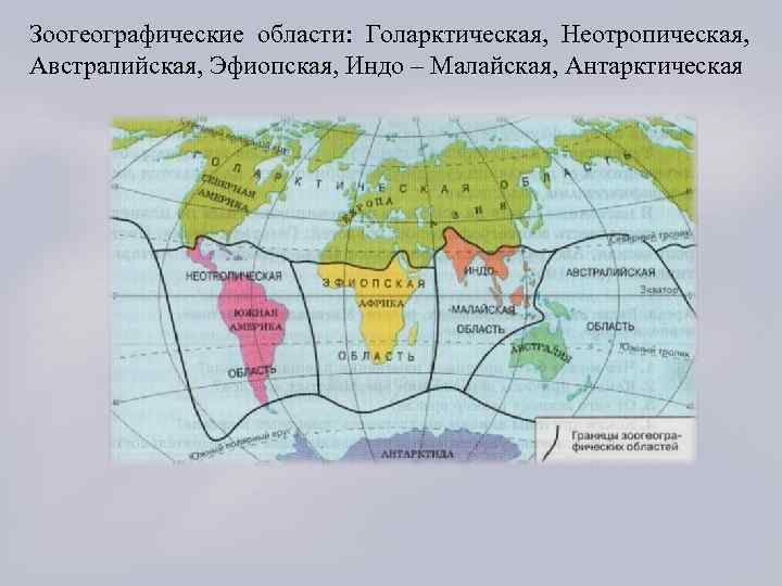Зоогеографические области: Голарктическая, Неотропическая, Австралийская, Эфиопская, Индо – Малайская, Антарктическая 