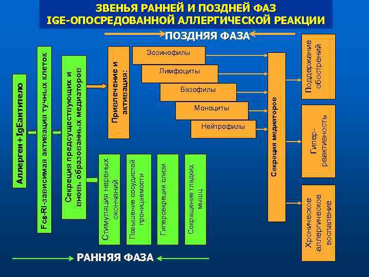 Моноциты Нейтрофилы Базофилы Поддержание обострений Лимфоциты Гиперреактивность Секреция медиаторов Сокращение гладких мышц Привлечение и