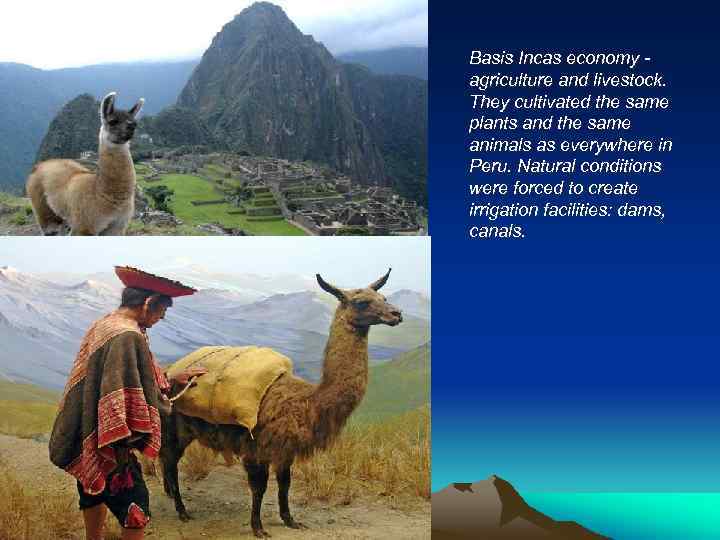 Basis Incas economy agriculture and livestock. They cultivated the same plants and the same