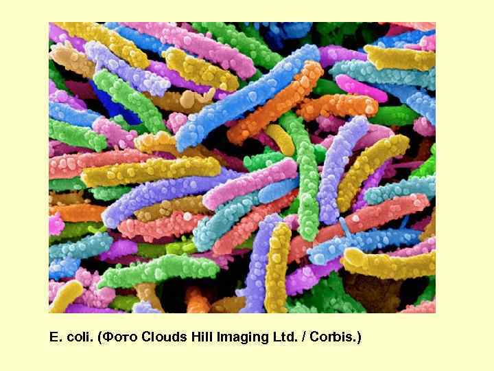 E. coli. (Фото Clouds Hill Imaging Ltd. / Corbis. ) 