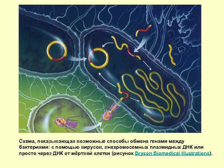 Схема, показывающая возможные способы обмена генами между бактериями: с помощью вирусов, внехромосомных плазмидных ДНК