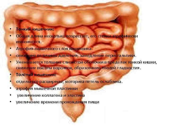  • Тонкий кишечник: • Общая длина несколько возрастает, его стенки атрофически изменяются. •