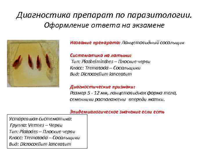 Диагностика препарат по паразитологии. Оформление ответа на экзамене Название препарата: Ланцетовидный сосальщик Систематика на
