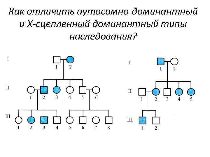 Как отличить аутосомно-доминантный и Х-сцепленный доминантный типы наследования? 