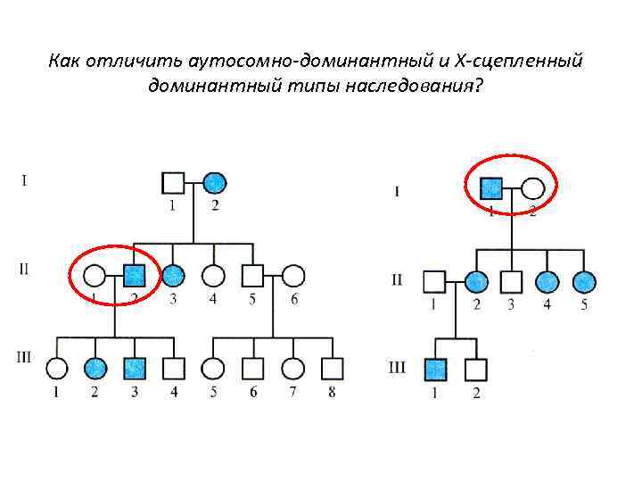 Как отличить аутосомно-доминантный и Х-сцепленный доминантный типы наследования? 