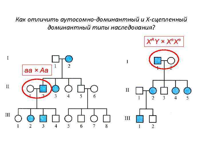 Как отличить аутосомно-доминантный и Х-сцепленный доминантный типы наследования? X A Y × X a