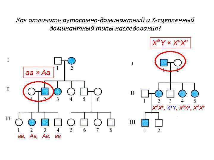 Как отличить аутосомно-доминантный и Х-сцепленный доминантный типы наследования? X A Y × X a