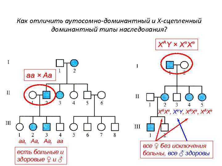 Как отличить аутосомно-доминантный и Х-сцепленный доминантный типы наследования? X A Y × X a