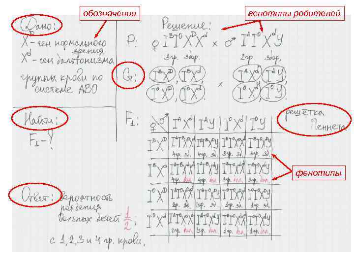 обозначения генотипы родителей фенотипы 
