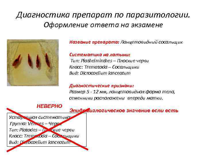 Диагностика препарат по паразитологии. Оформление ответа на экзамене Название препарата: Ланцетовидный сосальщик Систематика на