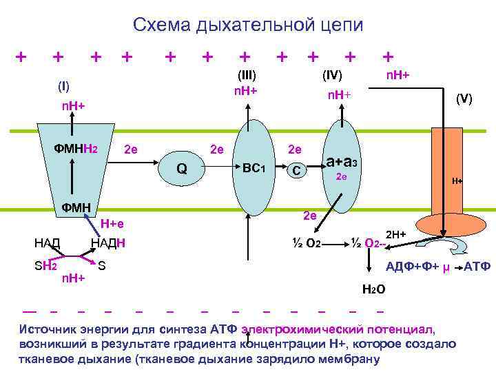 Схема дыхательной цепи митохондрий