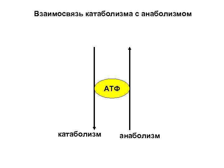 Взаимосвязь катаболизма с анаболизмом АТФ катаболизм анаболизм 