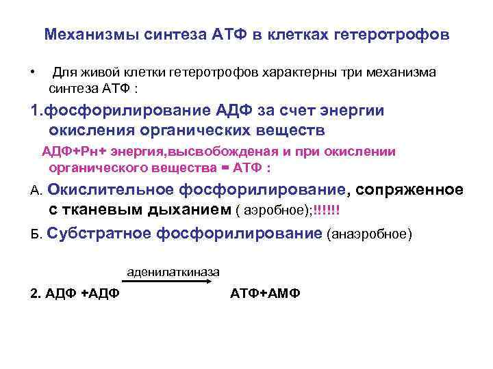 Механизмы синтеза АТФ в клетках гетеротрофов • Для живой клетки гетеротрофов характерны три механизма