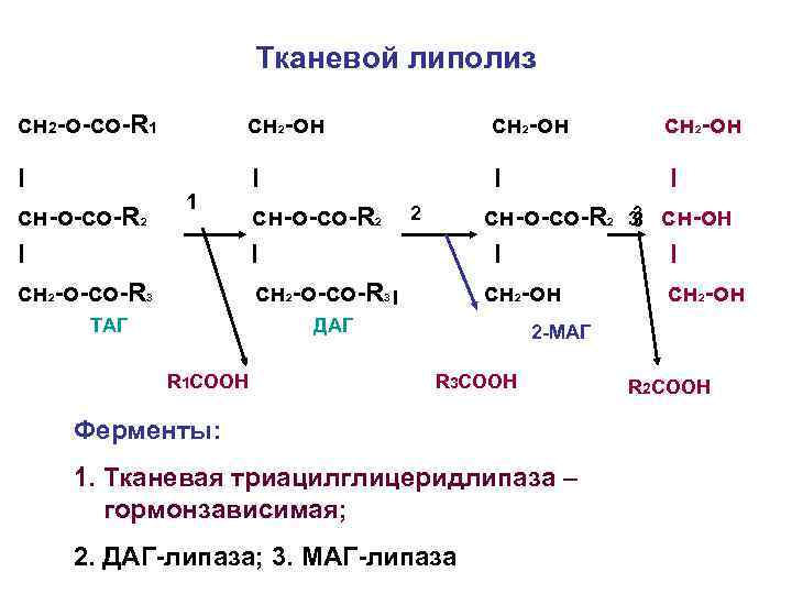 Тканевой липолиз сн 2 -о-со-R 1 сн 2 -он I cн-о-со-R 2 I cн