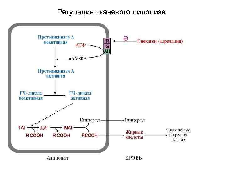 Регуляция тканевого липолиза 