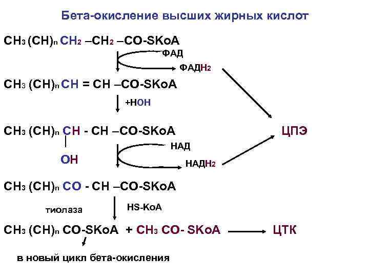 Бета-окисление высших жирных кислот СН 3 (СН)n СН 2 –СО-SKo. A ФАДН 2 СН