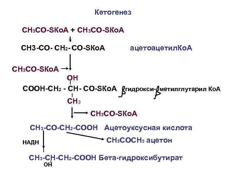 Кетогенез СН 3 СО-SКо. А + СН 3 СО-SКо. А СН 3 -СО- СН
