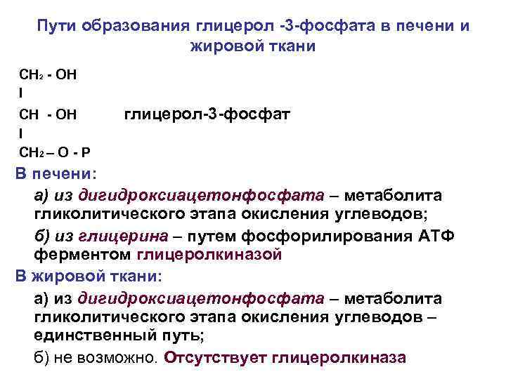 Пути образования глицерол -3 -фосфата в печени и жировой ткани СН 2 - ОН