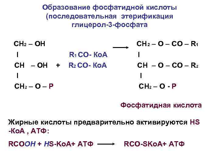 Образование фосфатидной кислоты (последовательная этерификация глицерол-3 -фосфата СН 2 – ОН I СН –