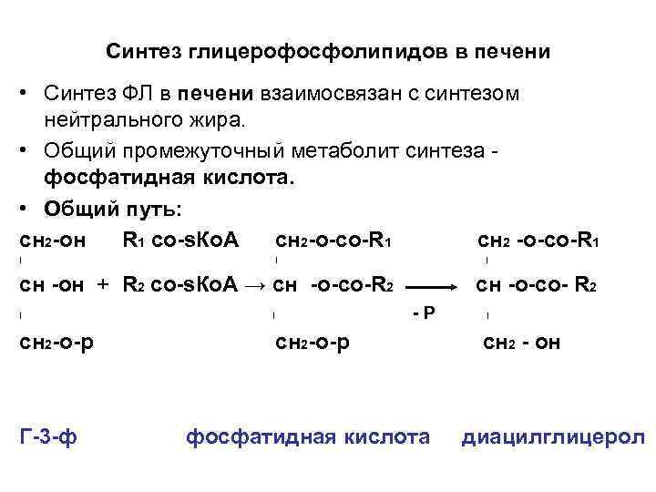 Синтез глицерофосфолипидов в печени • Синтез ФЛ в печени взаимосвязан с синтезом нейтрального жира.