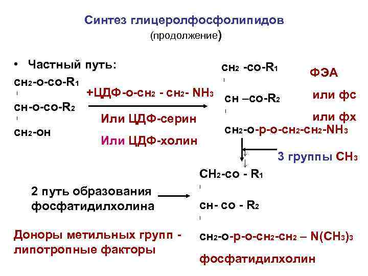 Синтез глицеролфосфолипидов (продолжение) • Частный путь: сн 2 -со-R 1 ФЭА I сн 2