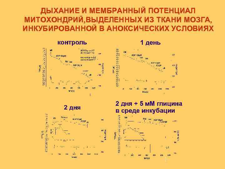 ДЫХАНИЕ И МЕМБРАННЫЙ ПОТЕНЦИАЛ МИТОХОНДРИЙ, ВЫДЕЛЕННЫХ ИЗ ТКАНИ МОЗГА, ИНКУБИРОВАННОЙ В АНОКСИЧЕСКИХ УСЛОВИЯХ 