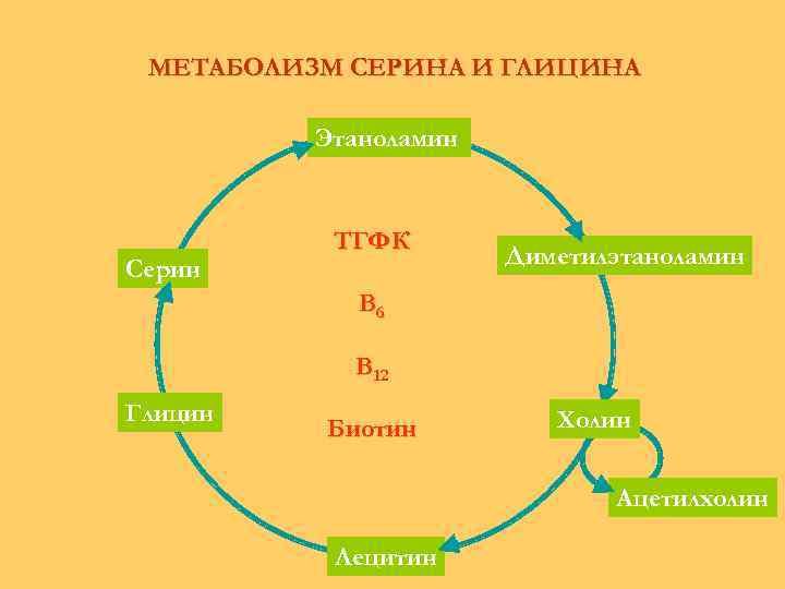 МЕТАБОЛИЗМ СЕРИНА И ГЛИЦИНА Этаноламин Серин ТГФК Диметилэтаноламин В 6 В 12 Глицин Биотин