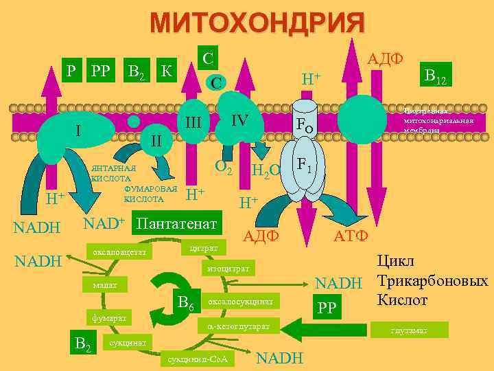 МИТОХОНДРИЯ Р РР В 2 К АДФ H+ IV III I ЯНТАРНАЯ КИСЛОТА ФУМАРОВАЯ