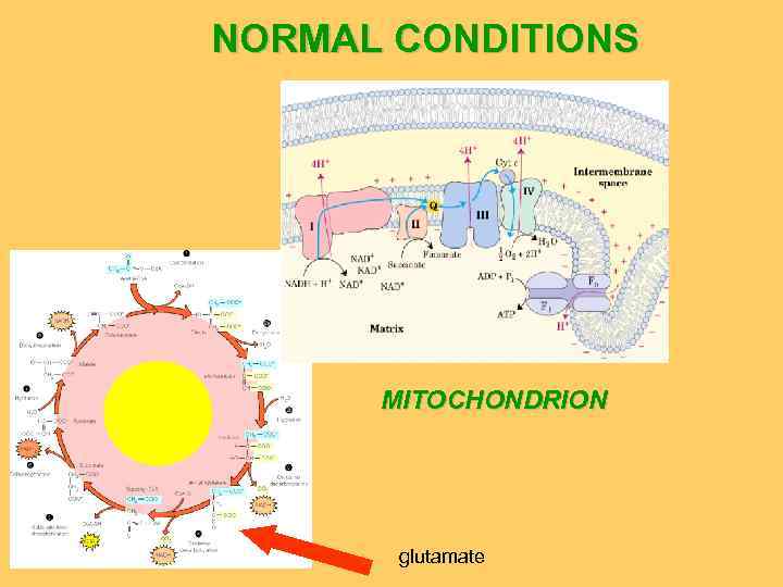 NORMAL CONDITIONS MITOCHONDRION glutamate 