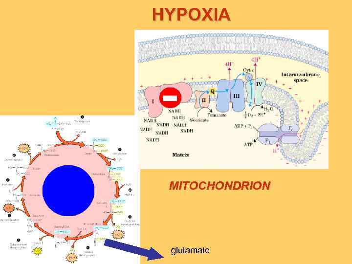HYPOXIA MITOCHONDRION glutamate 