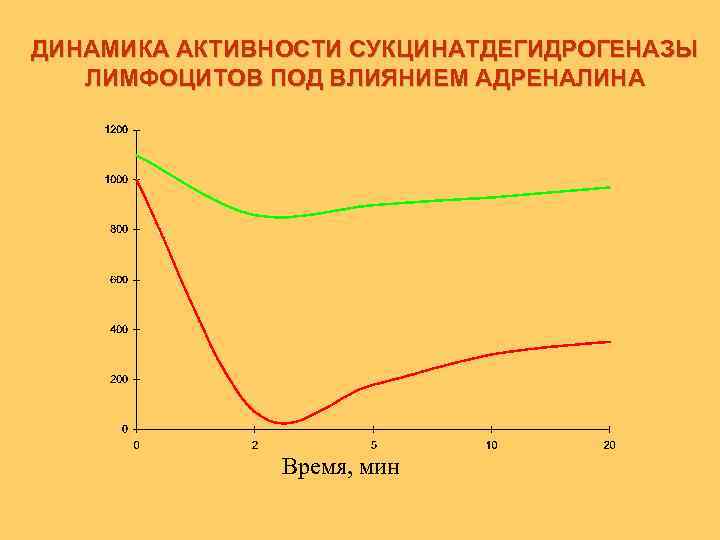 ДИНАМИКА АКТИВНОСТИ СУКЦИНАТДЕГИДРОГЕНАЗЫ ЛИМФОЦИТОВ ПОД ВЛИЯНИЕМ АДРЕНАЛИНА Время, мин 
