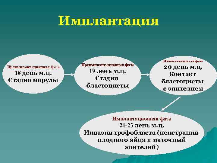 Имплантация Преимплантационная фаза 18 день м. ц. Стадия морулы Преимплантационная фаза 19 день м.